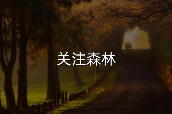 关注森林 - 官网预览