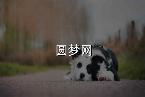 圆梦网 - 官网预览